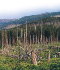 Zniszczony las w Grach Izerskich